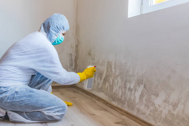 Licensed Mold Removal service in Newton, IL - WQB Mold Removal